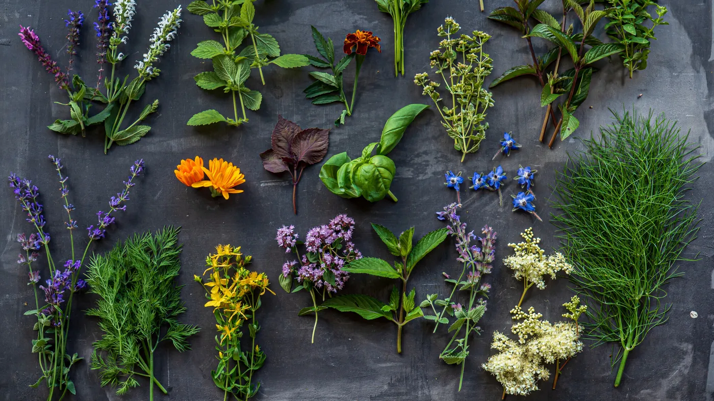 Larousse des plantes médicinales (pdf) - France Du Peuple